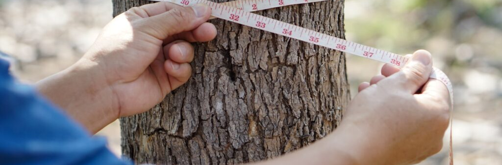 Expedição Silvicultura