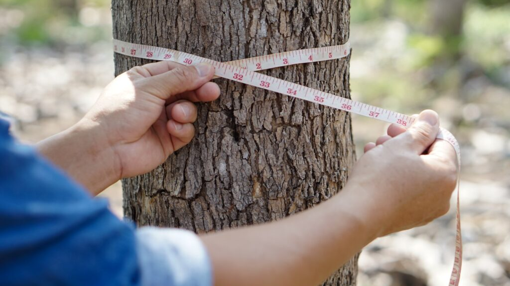 Expedição Silvicultura