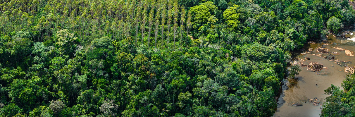 Bracell avança na construção de paisagens sustentáveis e supera metas de conservação da biodiversidade - Foto