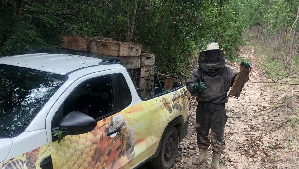Caixas de abelhas são instaladas às margens das áreas de preservação ambiental da Suzano