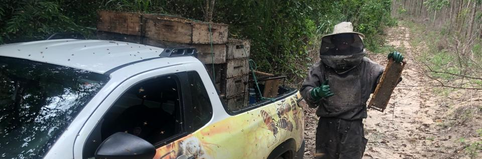 Caixas de abelhas são instaladas às margens das áreas de preservação ambiental da Suzano