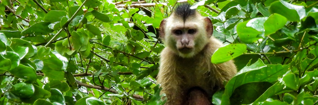 Cebus_kaapori_cairara (3)