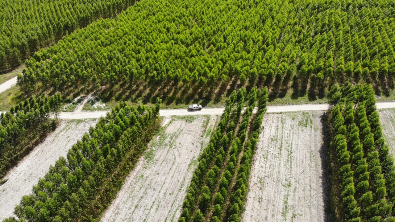 Expedição Silvicultura - Capa