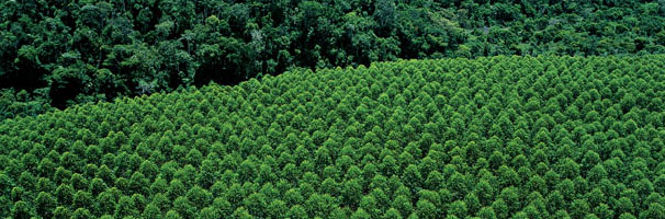 Florestas_eucaliptos (8).jpg