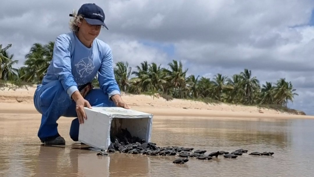 Nascimento tartarugas - Monitoramento realizado pela Veracel e execução do Instituto Mamíferos Aquáticos (IMA) (4)
