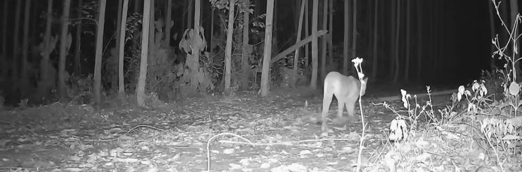 Onça-parda em área da Bracell na Bahia - Imagem - Acervo Bracell