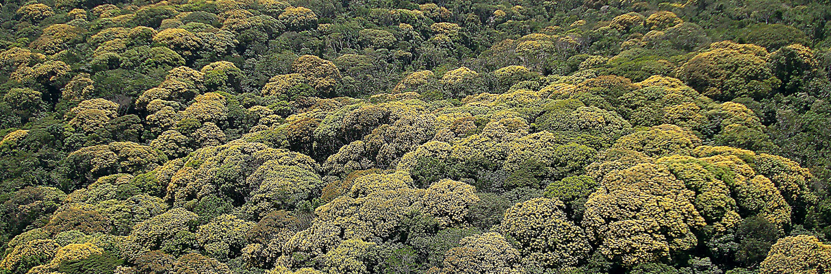 RPPN Lontra - Foto - Acervo Bracell