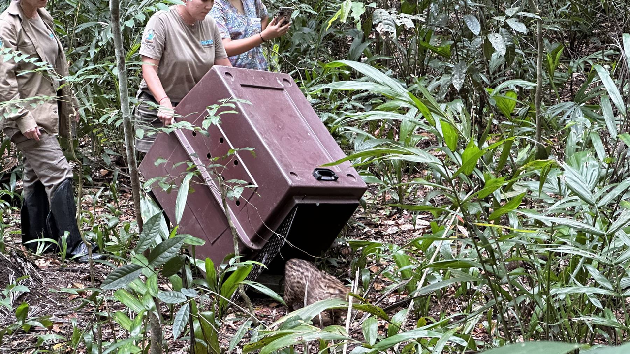 Soltura de Jaguatiricas  - Foto - Acervo Sabin