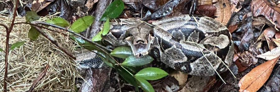 Soltura de animais silvestres  - Foto - Acervo Bracell