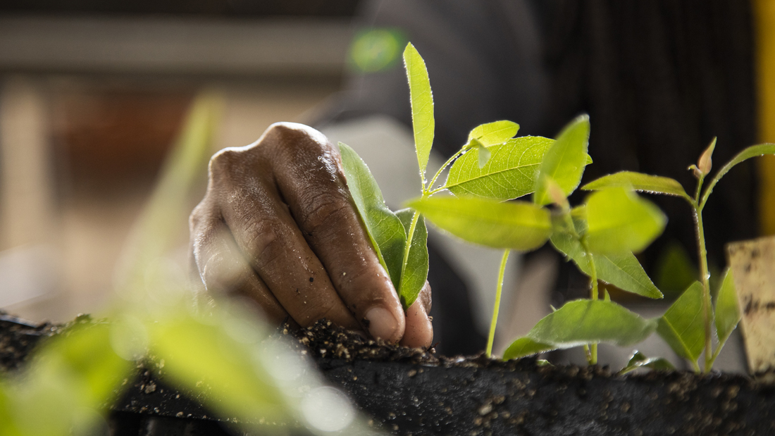 Suzano apoia iniciativas durante a COP30