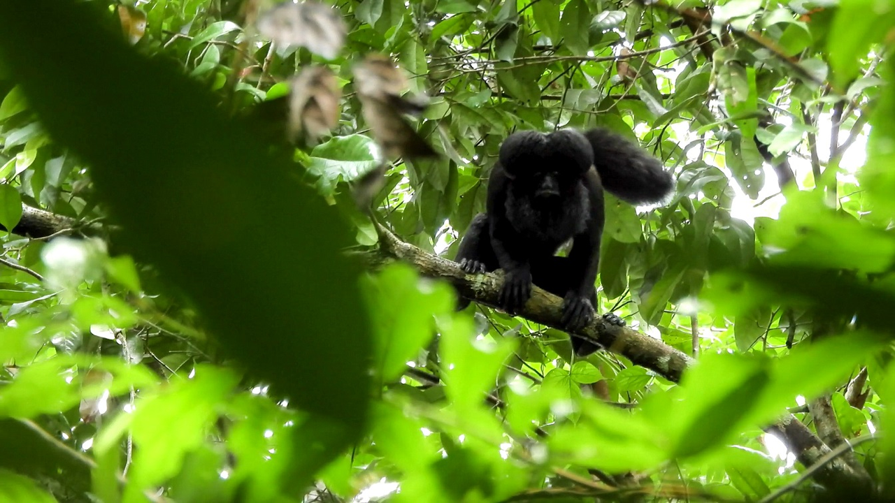 Suzano conecta área equivalente a mais de 200 mil campos de futebol por meio de corredores ecológicos em quatro anos_Macaco 1