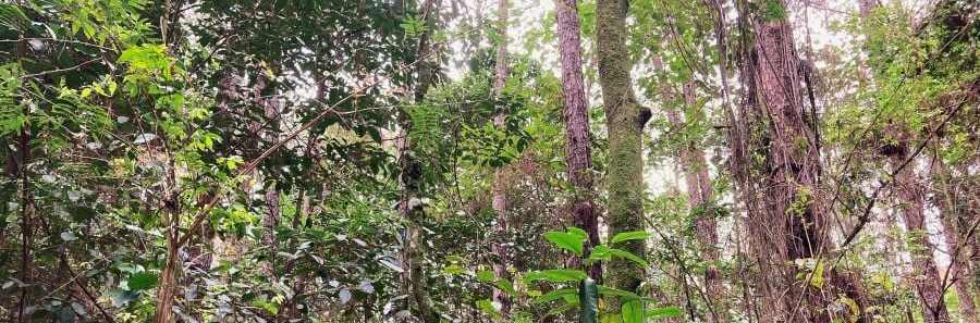Dia do Meio Ambiente: setor planta 2,2 milhões de árvores por dia