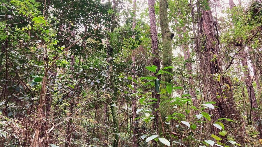 Dia do Meio Ambiente: setor planta 2,2 milhões de árvores por dia