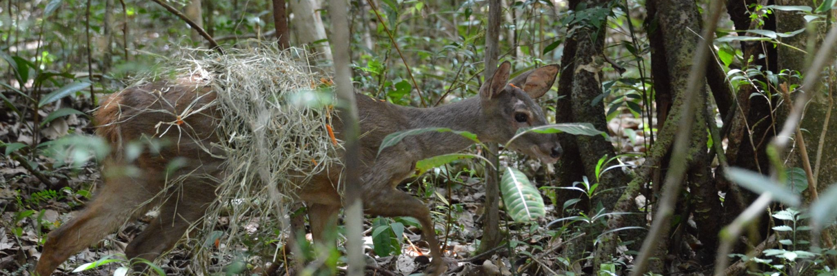 Animais reabilitados são reintegrados na Lontra/ Foto: Acervo Bracell