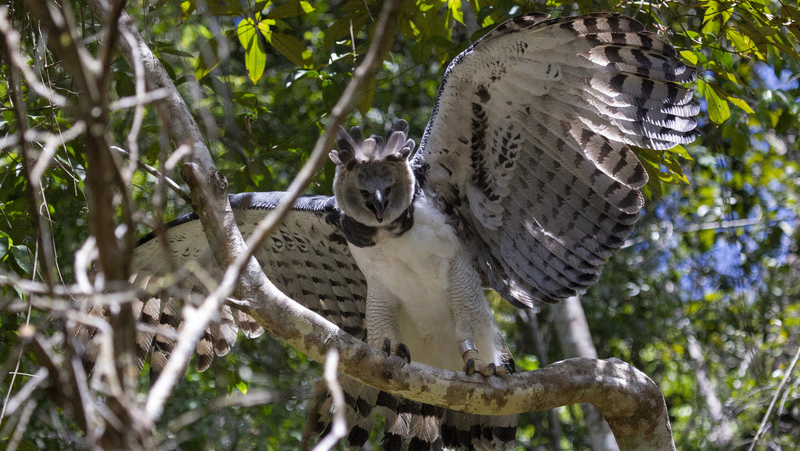 Harpia avistada em área da Veracel. Crédito: João Marcos Rosa