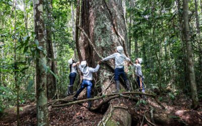 Conheça 5 árvores centenárias que contam a história do Brasil