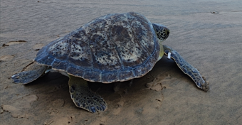 Novo Centro de Reabilitação de Tartarugas Marinhas celebra a soltura da primeira tartaruga recuperada